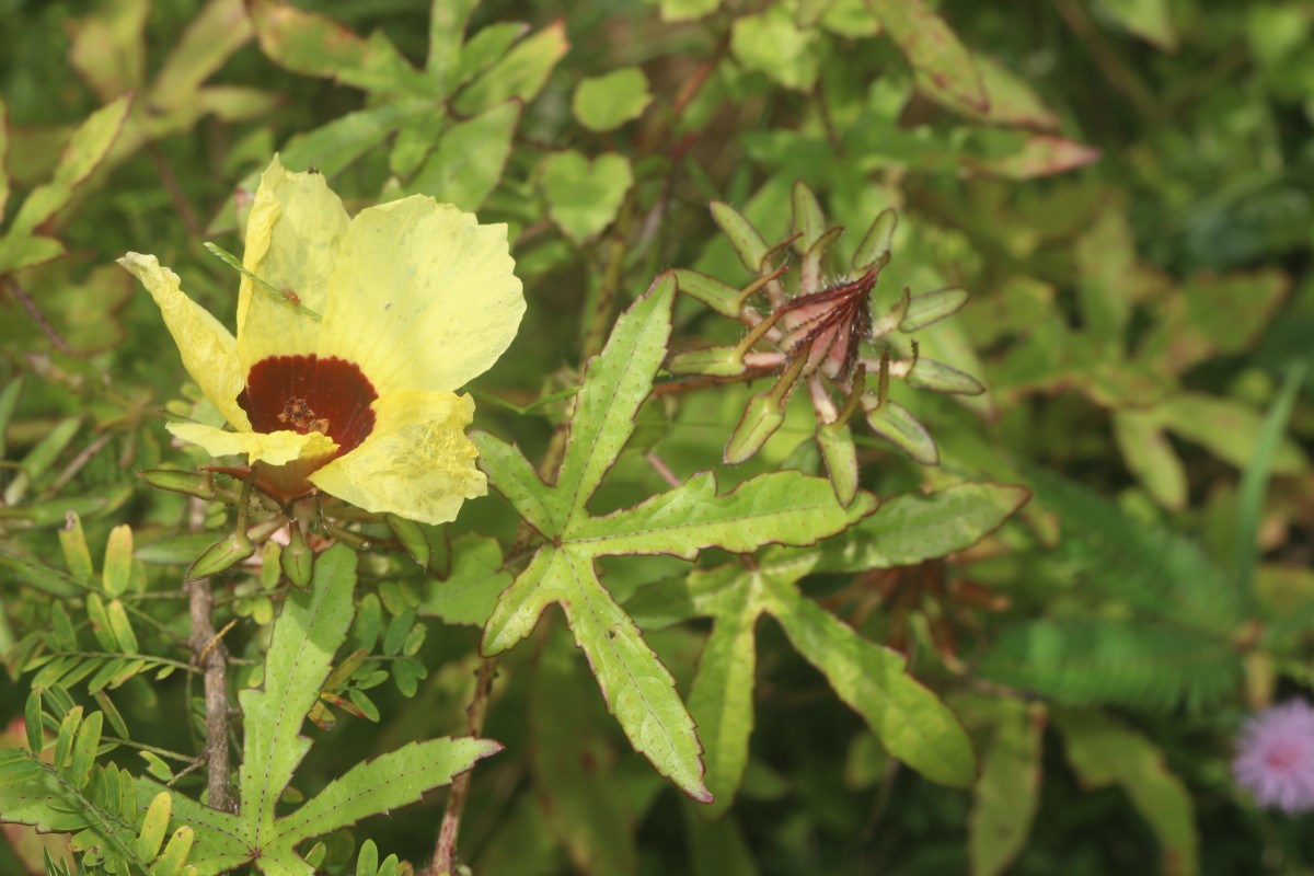 Hibiscus surattensis L.